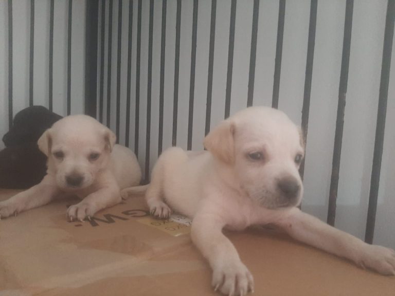 281159524 5126153564117779 311184611047458395 n 768x576