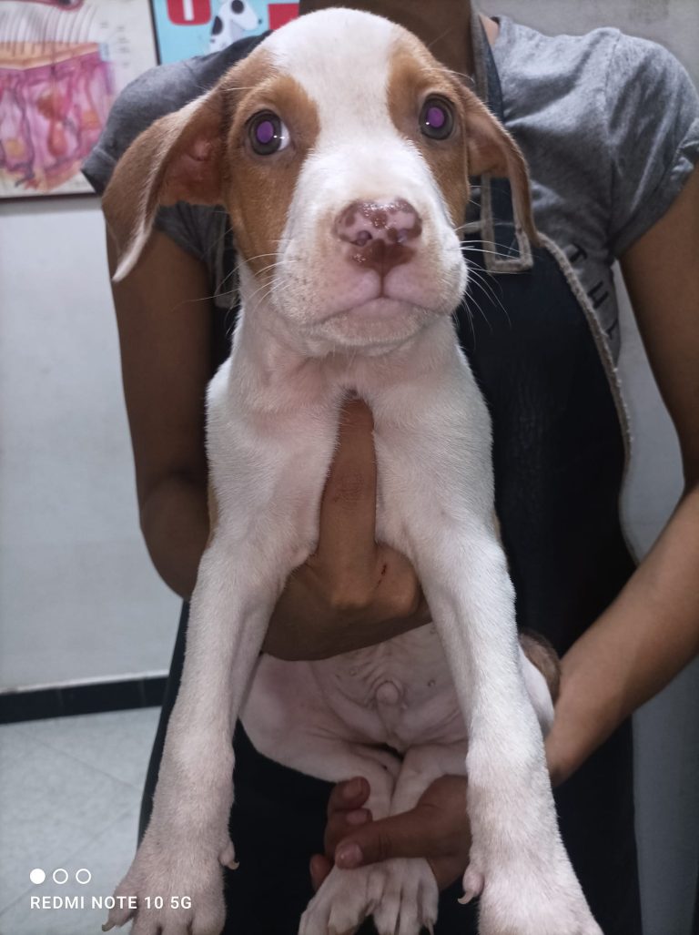 336181087 226074396659697 3781117569679834443 n 768x1027