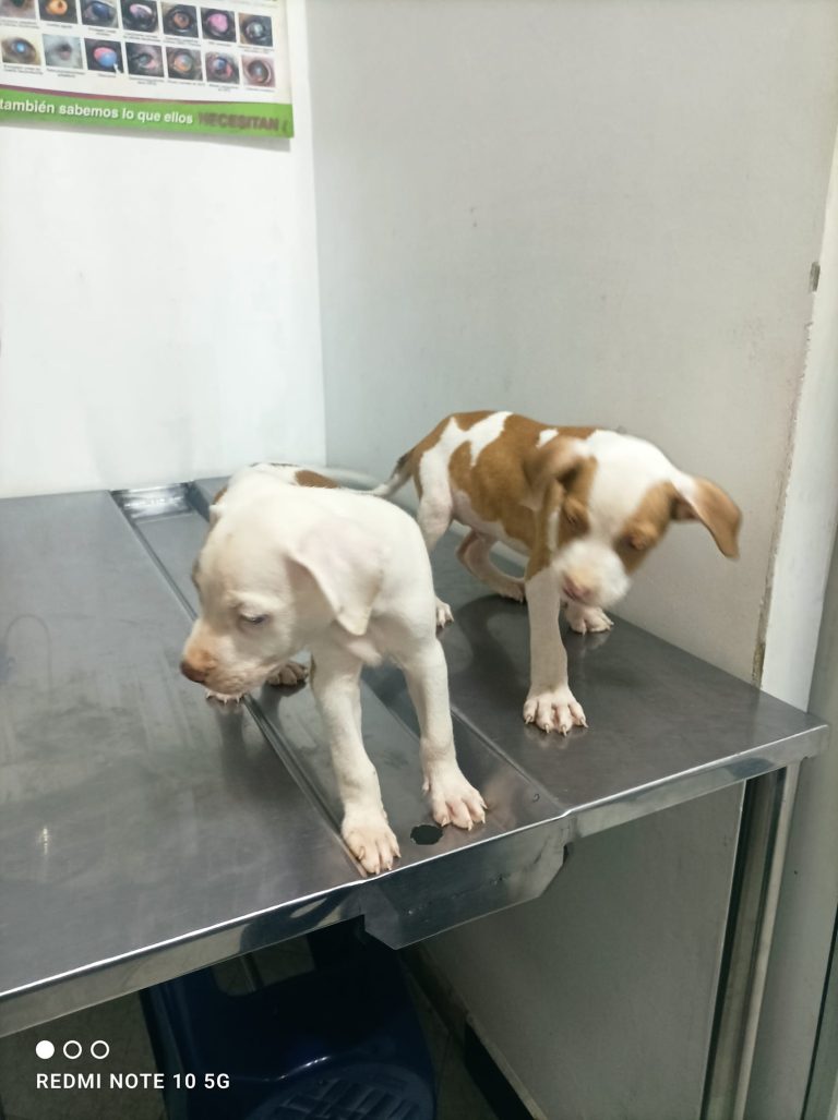 336367213 1879436995788374 1092701145669847567 n 768x1027