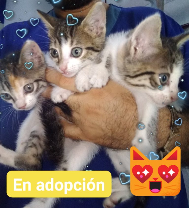 78220974 2578371402229354 6992690001838342144 n 768x844